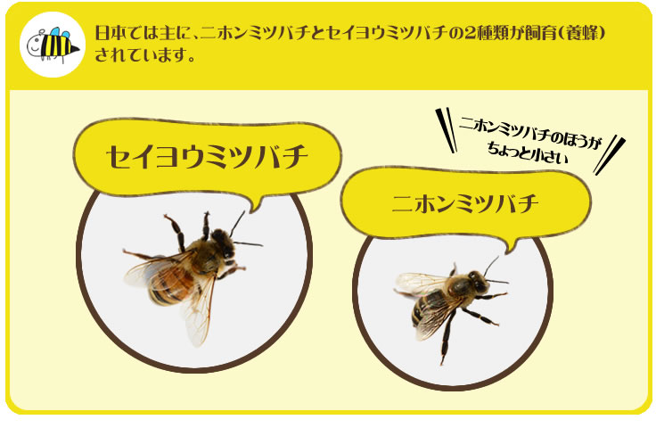 世界には９種類のミツバチが知られていますが、日本では主に、ニホンミツバチとセイヨウミツバチの２種類が飼育（養蜂）されています。