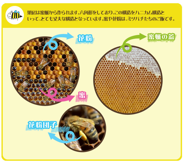 巣房は蜜蝋から作られます。六角形をしており、この構造をハニカム構造といって、とても丈夫な構造となっています。蜜や花粉は、ミツバチたちのご飯です。